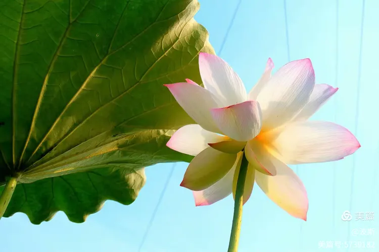 【愿做菩萨那朵莲】